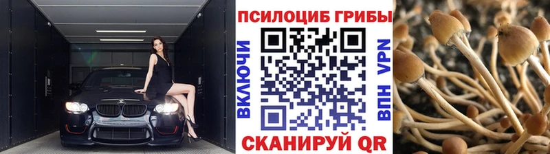 ссылка на мегу зеркало  Курильск  Галлюциногенные грибы Psilocybe 